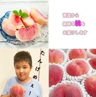桃 大玉約1.5kg 秀品 青森津軽農園産