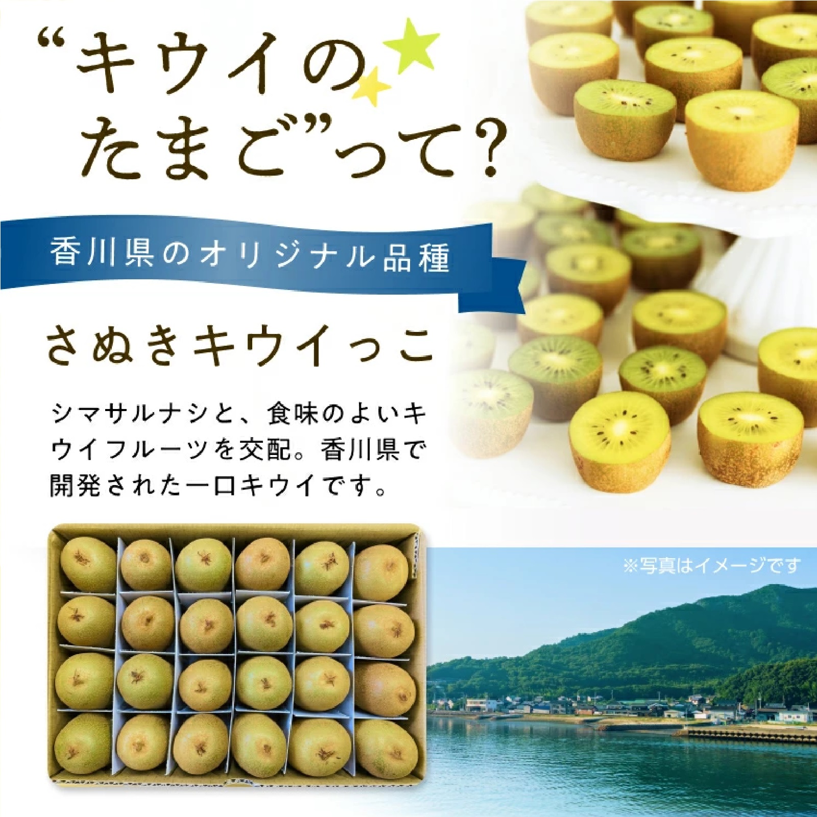 香川県産ひとくちキウイ”キウイのたまご”(品種：さぬきキウイっこ) 24玉