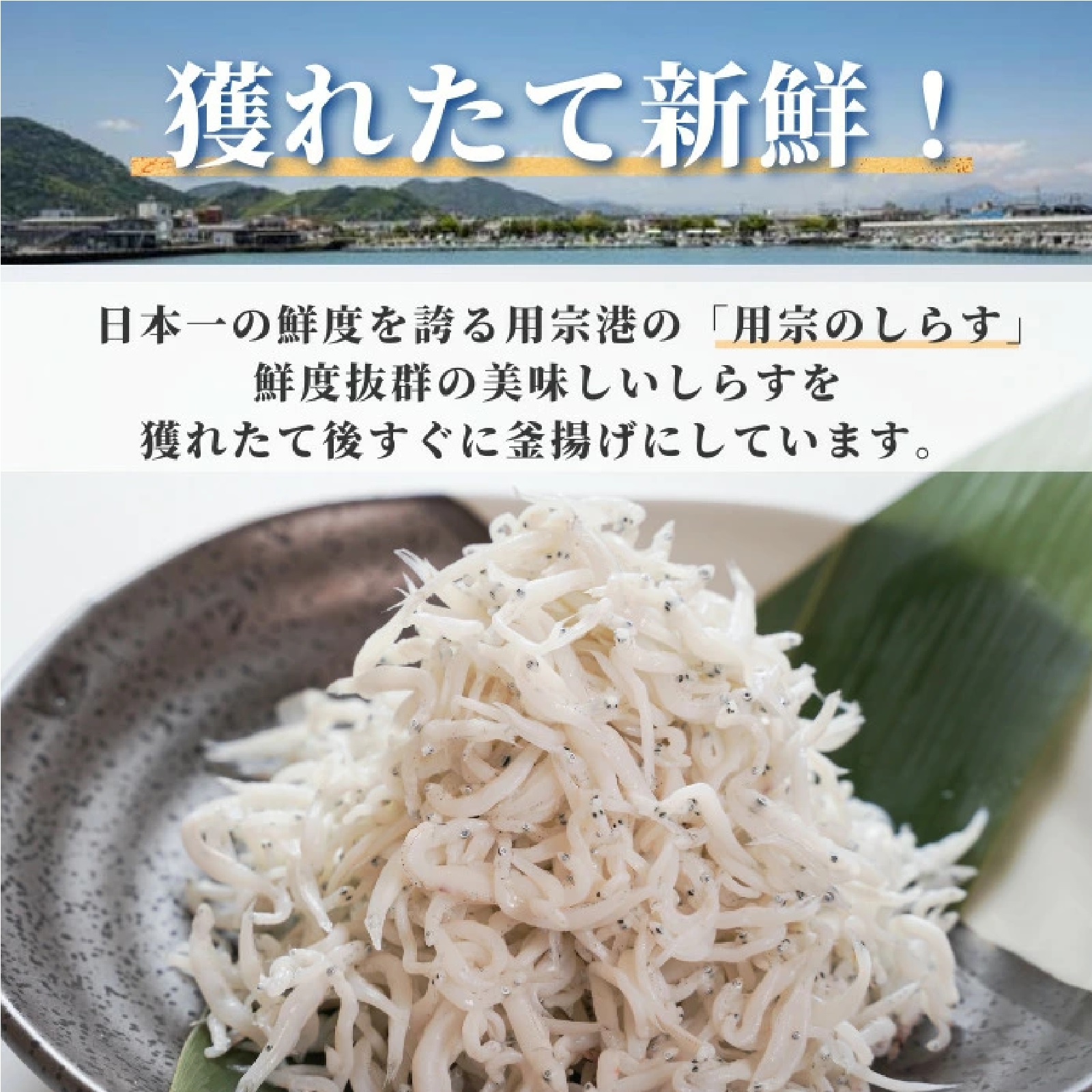 駿河湾産 釜揚げシラス 100g