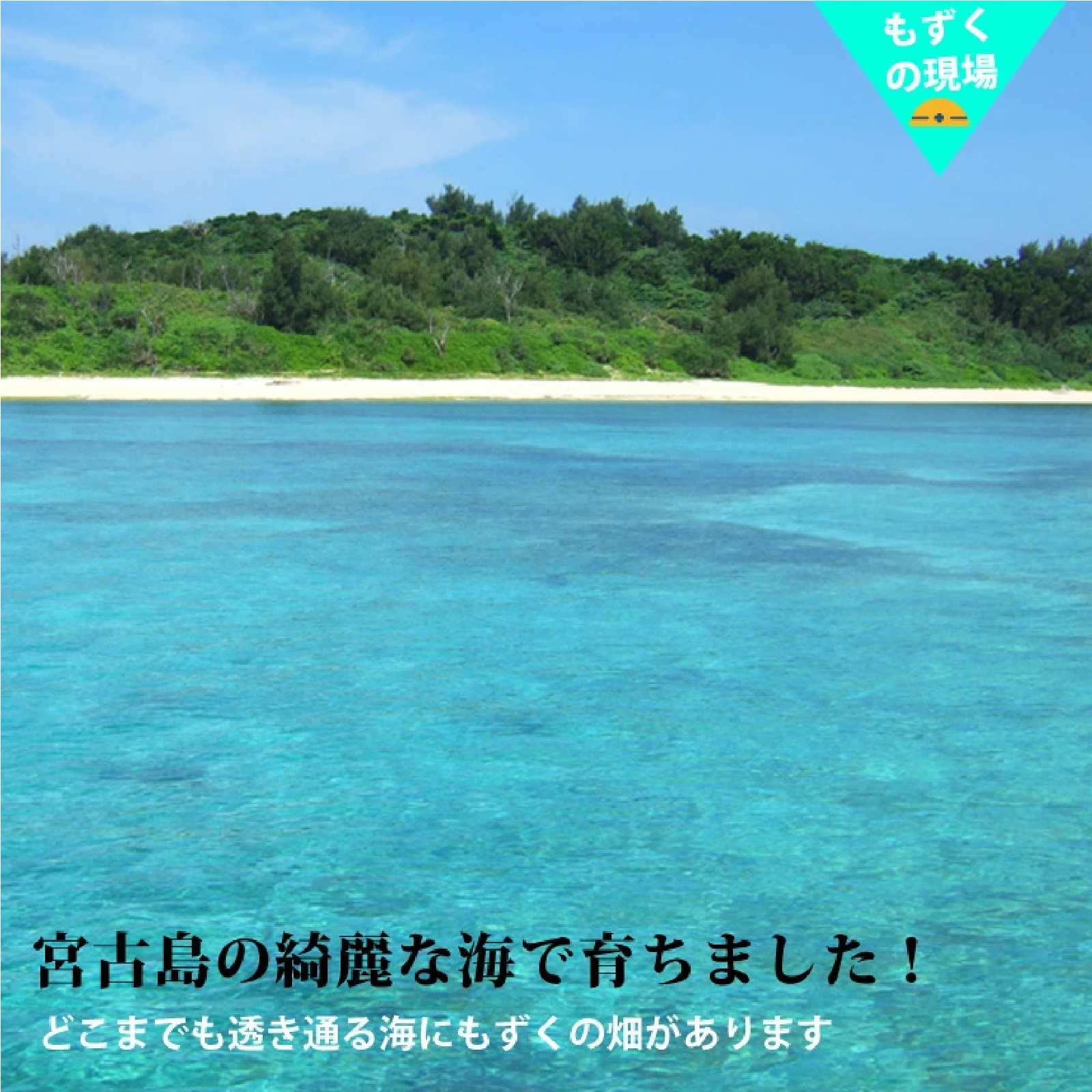 宮古島産もずく（500g）3個セット