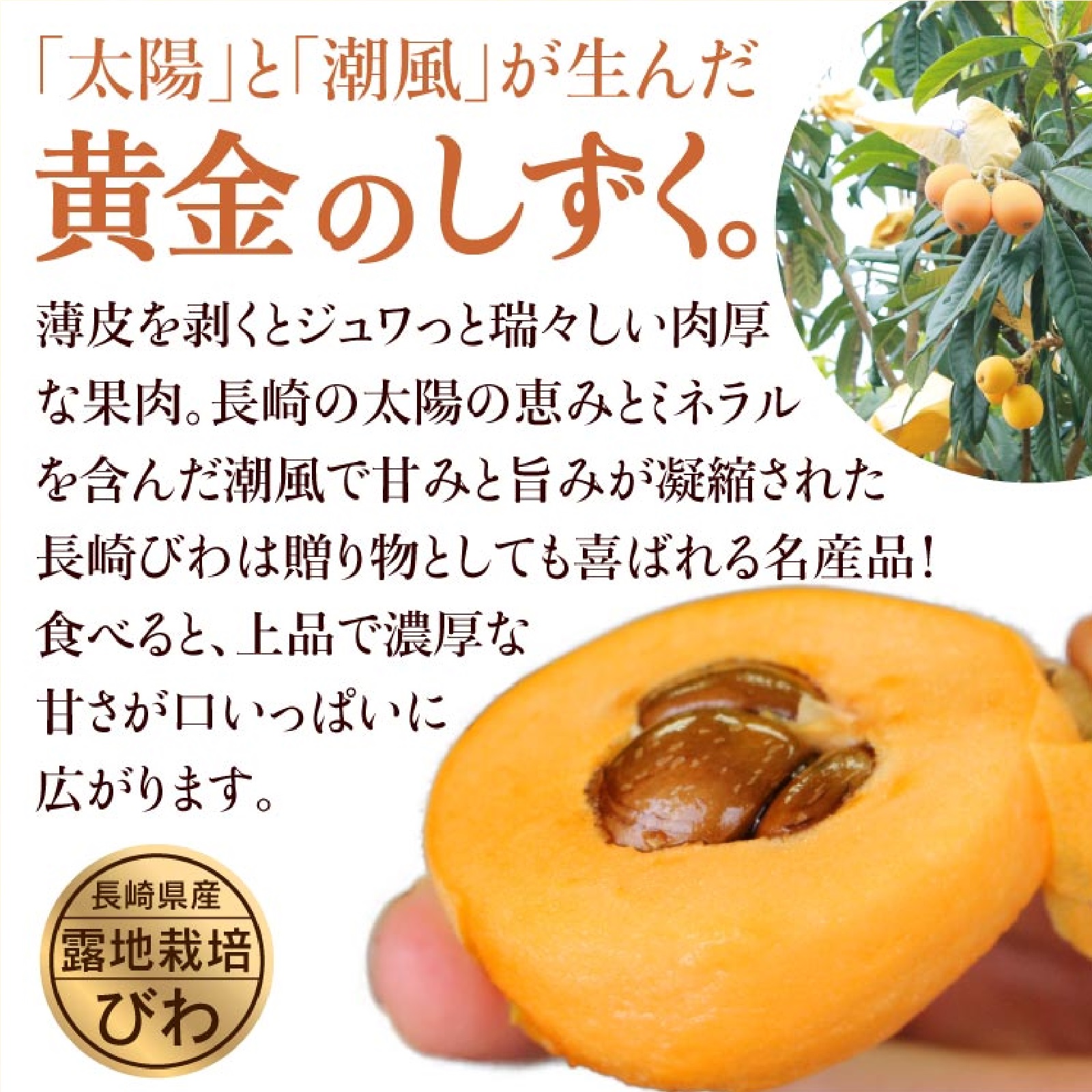 長崎びわ 1箱 500g(12玉) 