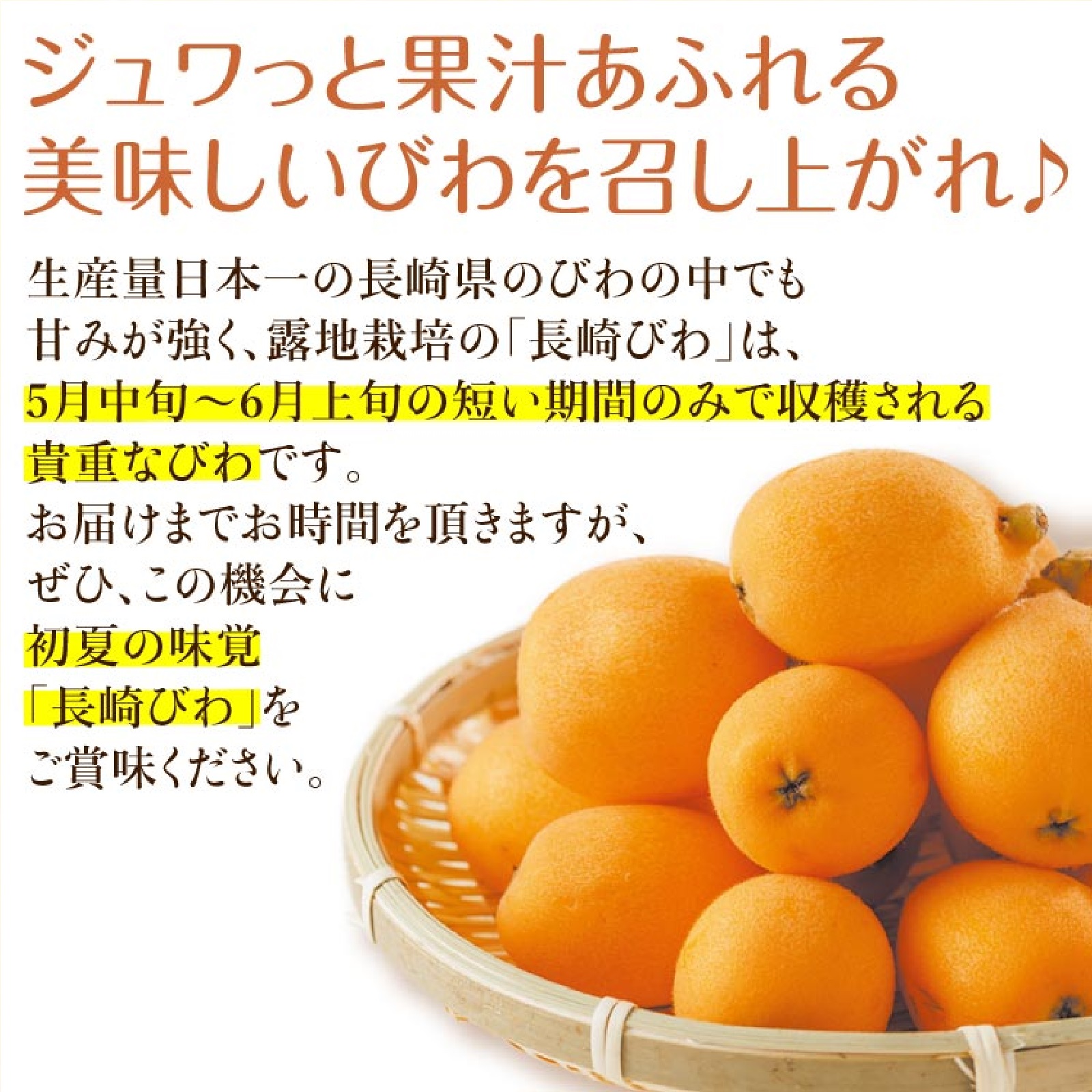 長崎びわ 1箱 500g(12玉) 