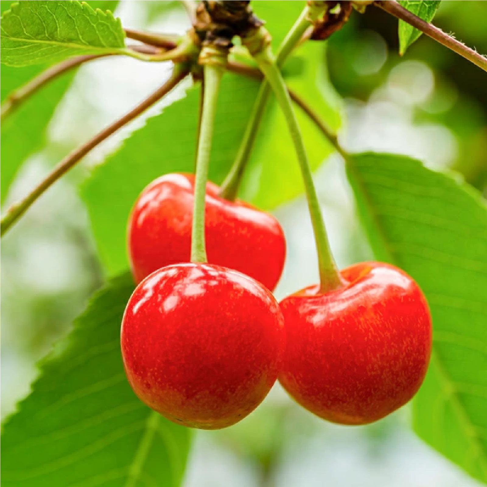 さくらんぼ 紅秀峰 1kg　6月中旬以降出荷
