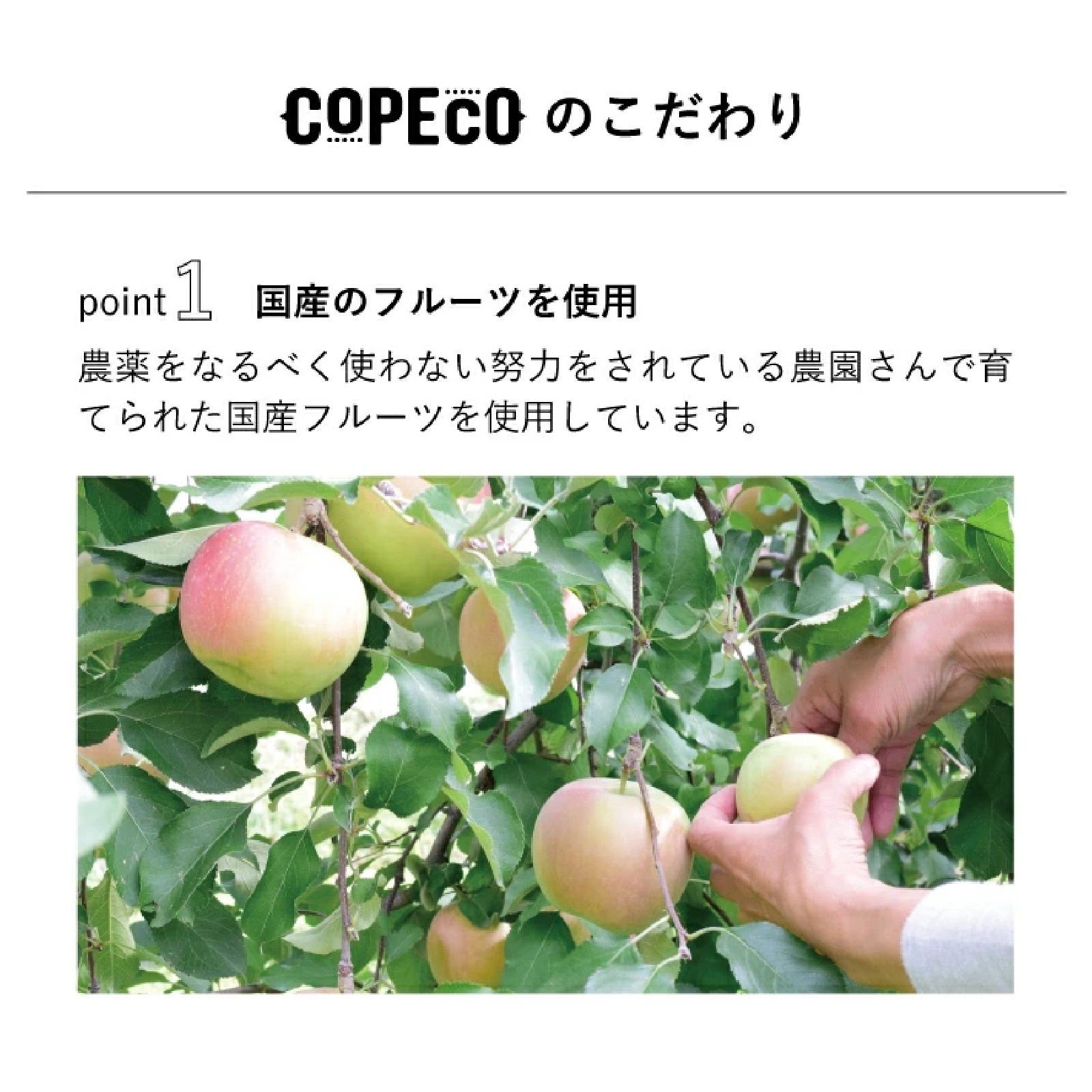 COPECO ドライフルーツティー （ 紅茶 ） 10種
