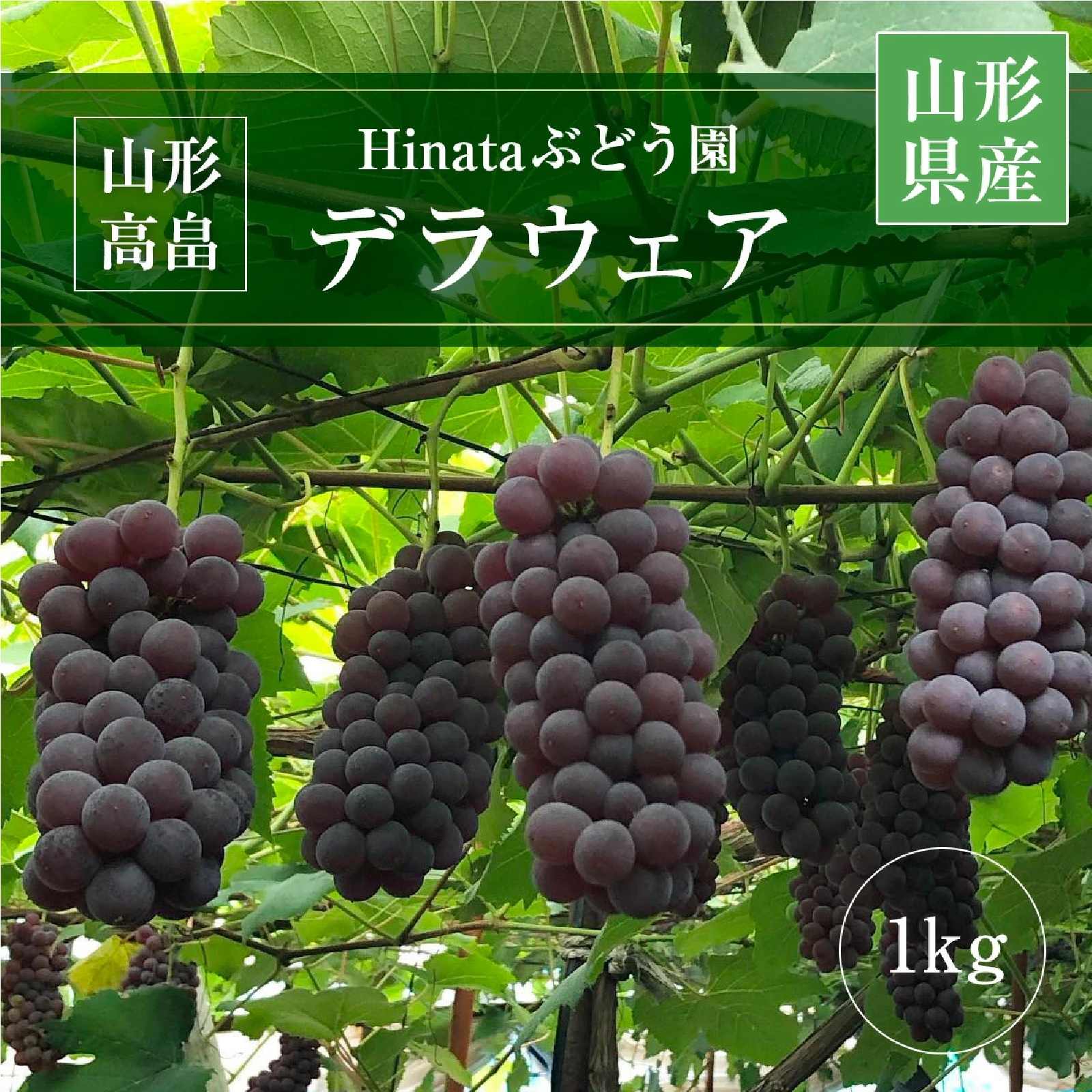 【Hinataぶどう園】 デラウェア 1kg