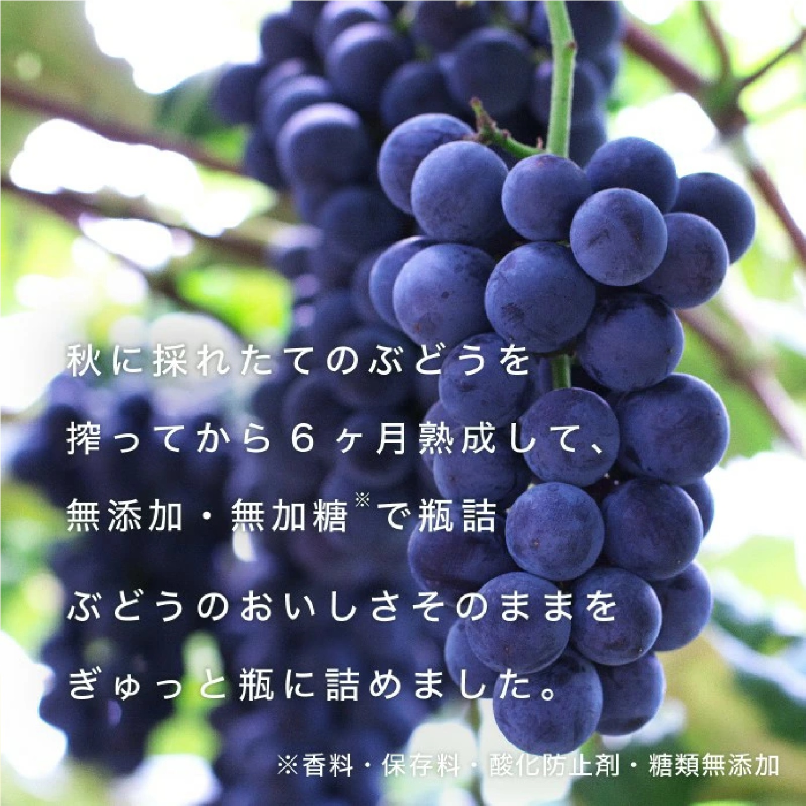紫波町のぶどうジュース 720ml×2本