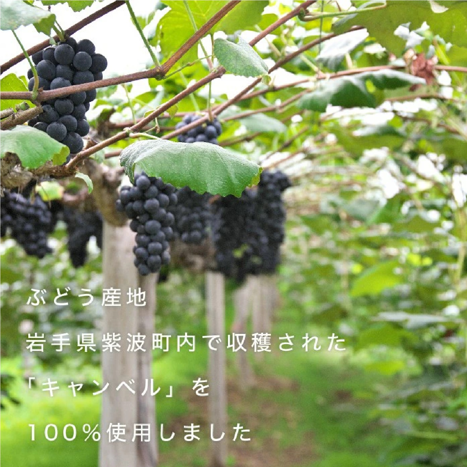 紫波町のぶどうジュース 720ml×2本