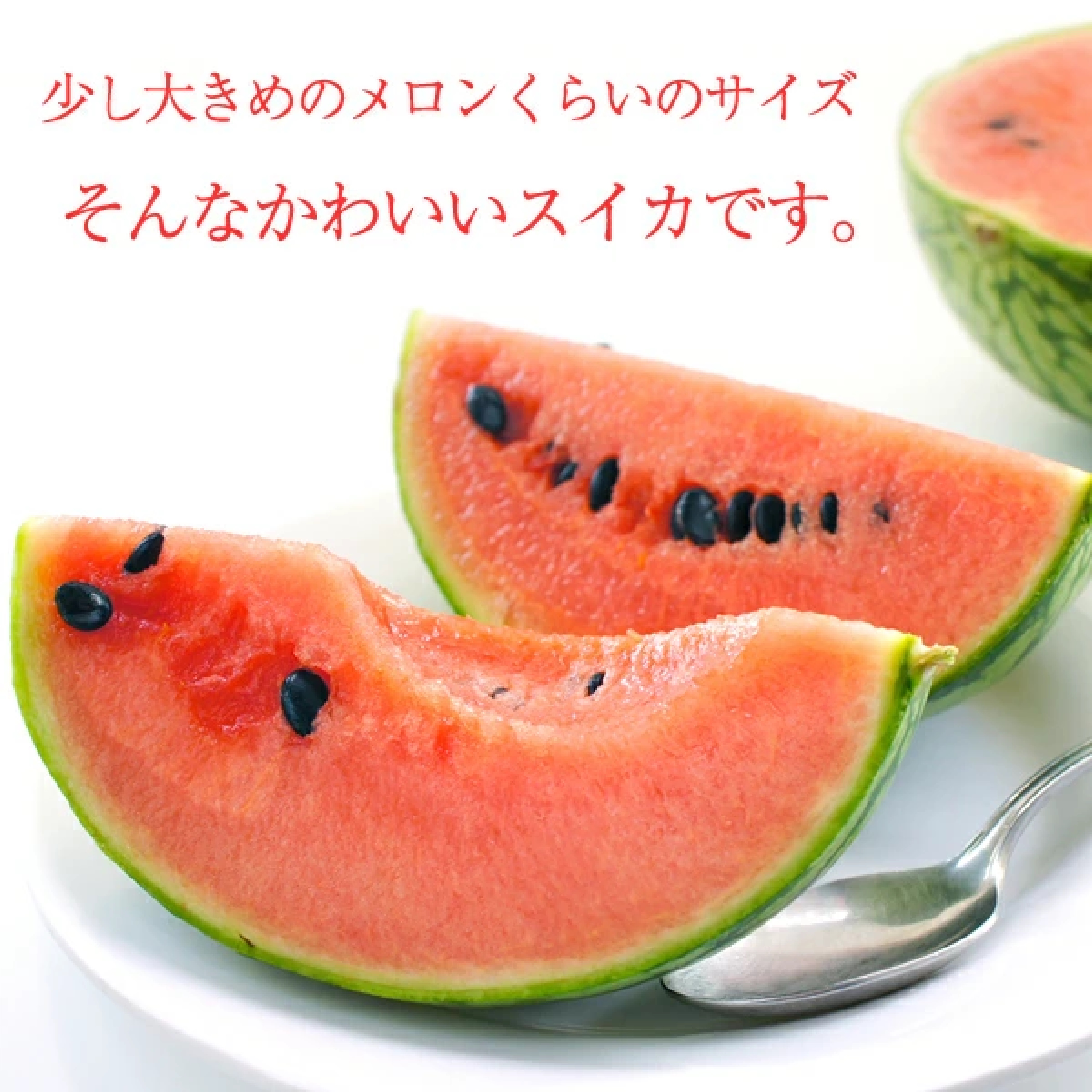 山形県産 小玉すいか ピノガール 2玉 (秀品/1玉 約2kg) 7月上旬〜順次出荷
