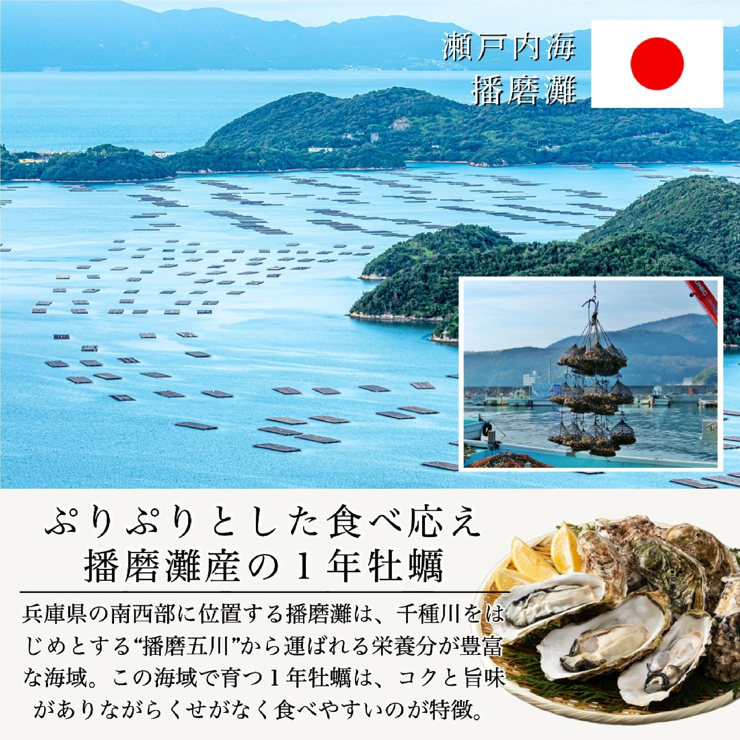 播磨灘産 大粒 蒸し 牡蠣 500g(約20-25個入)