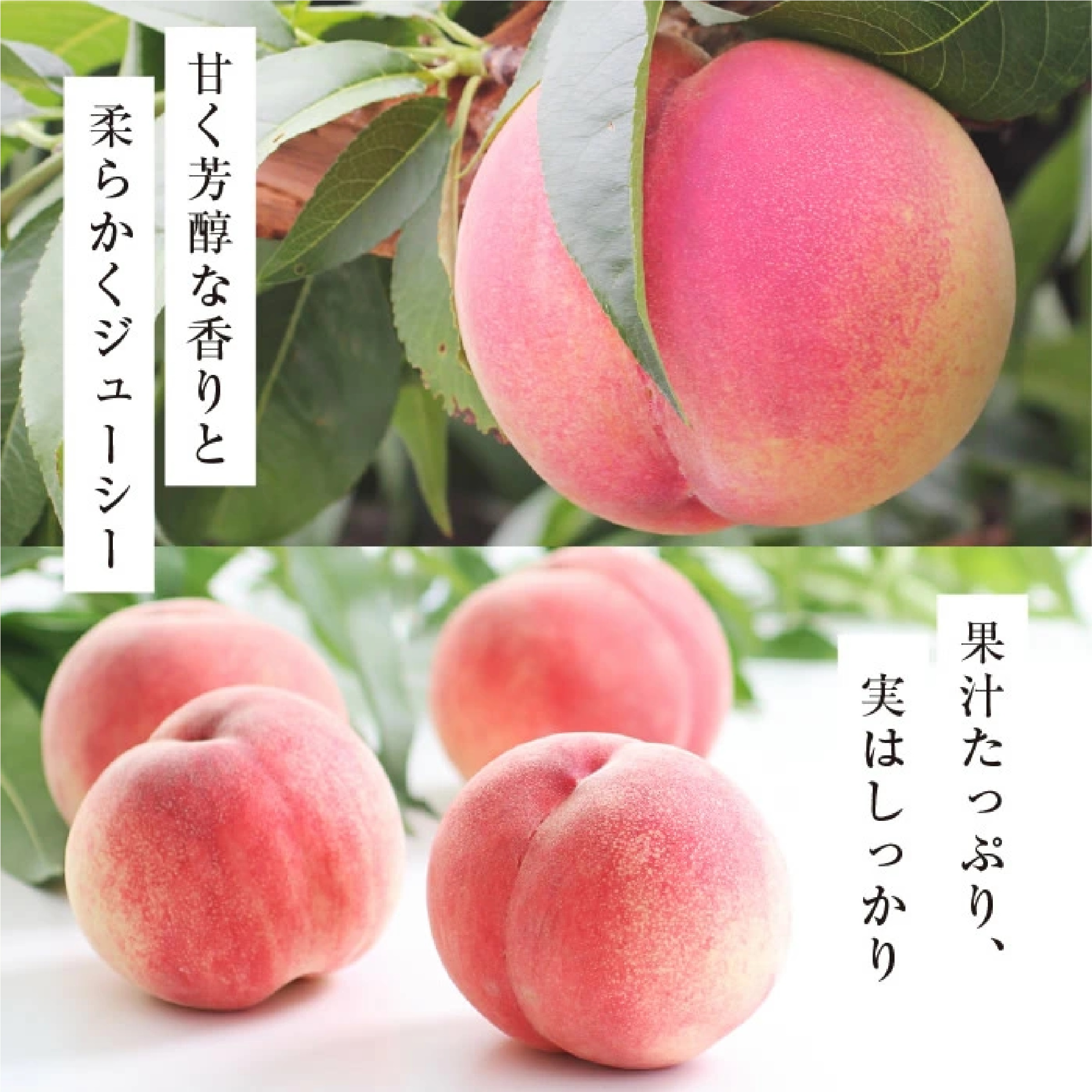 信州・長野産 桃 3kg あかつき 秀品