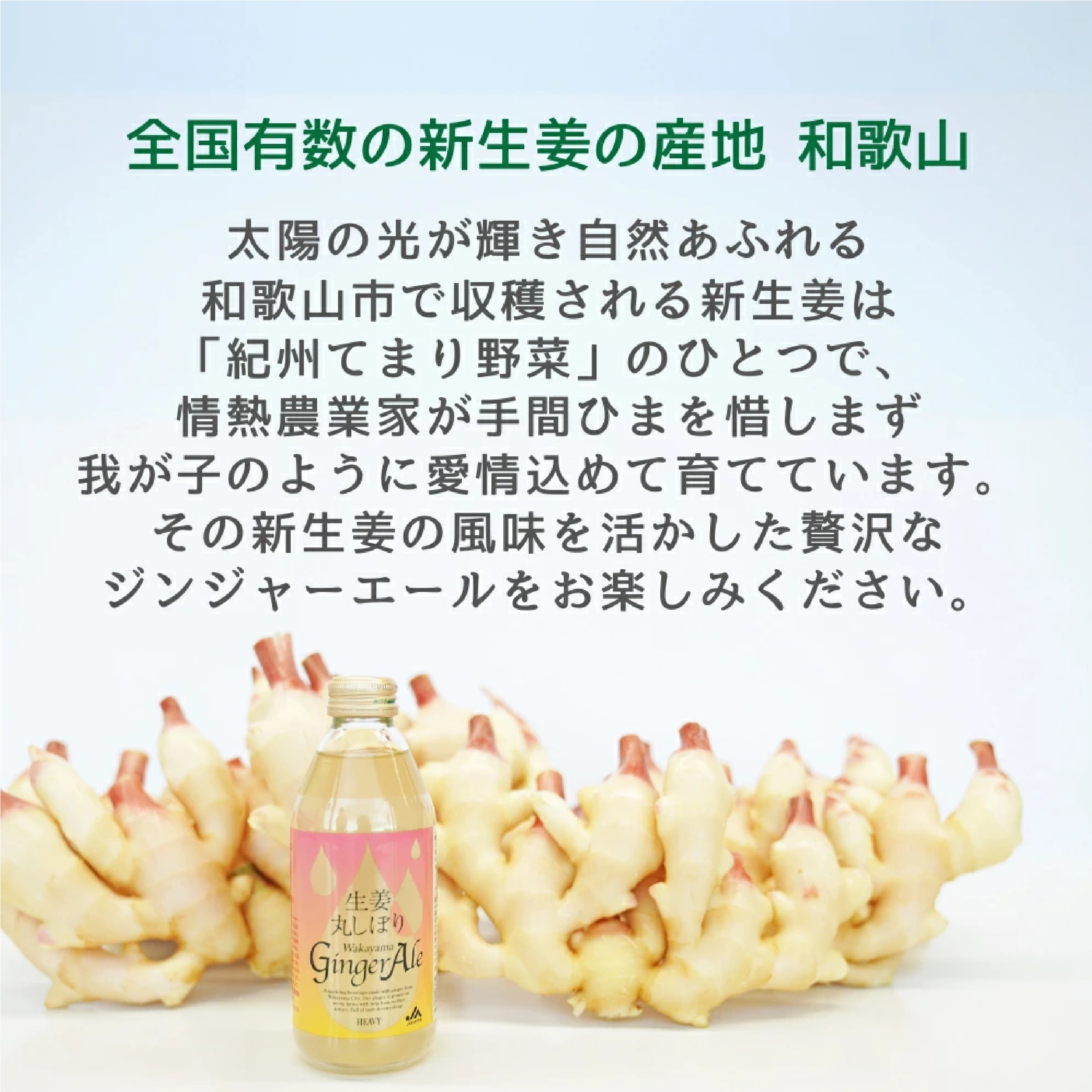 生姜丸しぼり わかやまジンジャーエール プレミアムギフト250ml×12本 