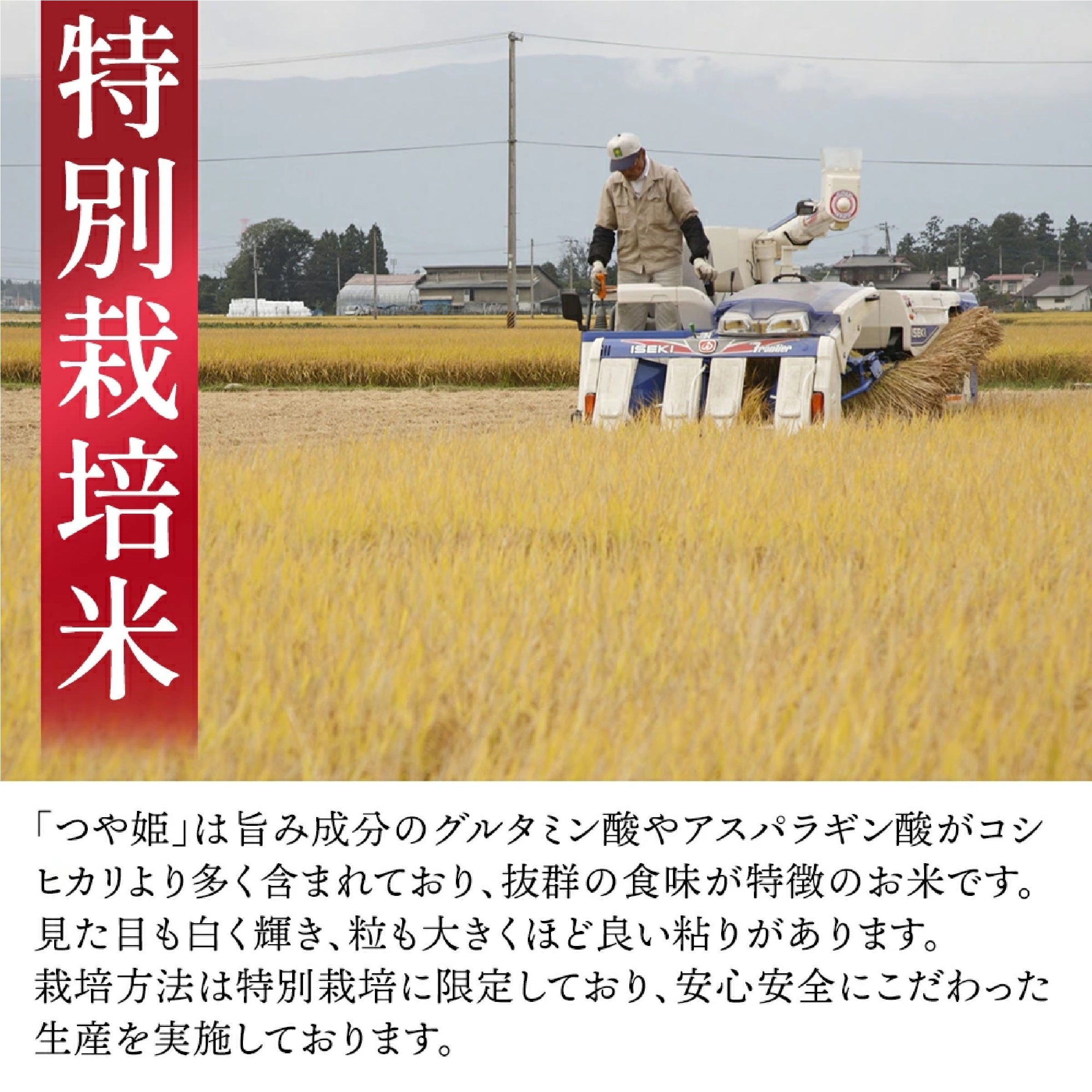 パックご飯　つや姫（150ｇ×12個）