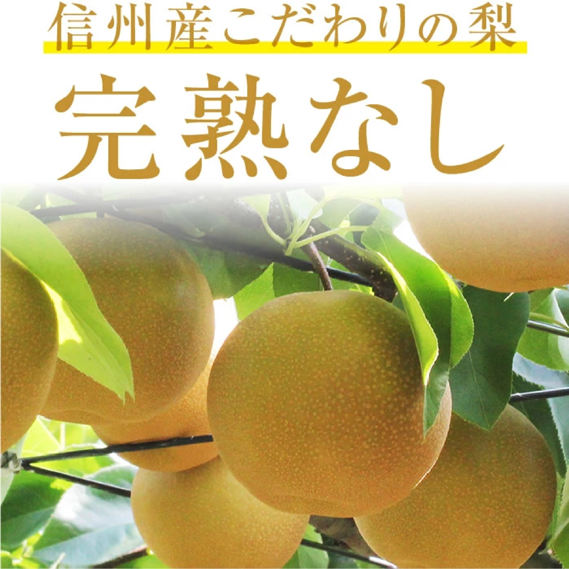 長野県産 梨 3kg  （幸水/豊水/二十世紀/南水のいずれか）