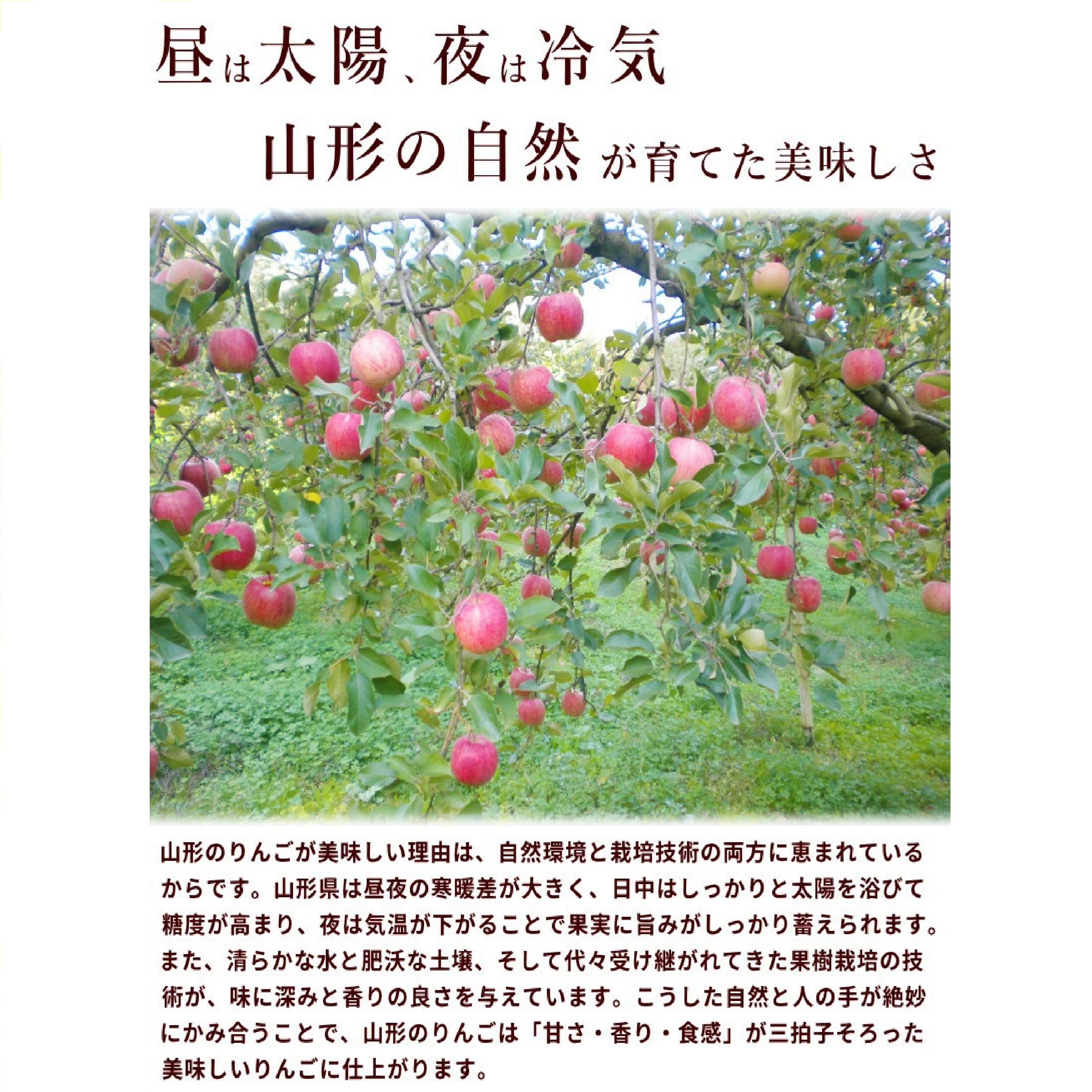 山形県産りんご つがる 約3kg（8〜11玉）