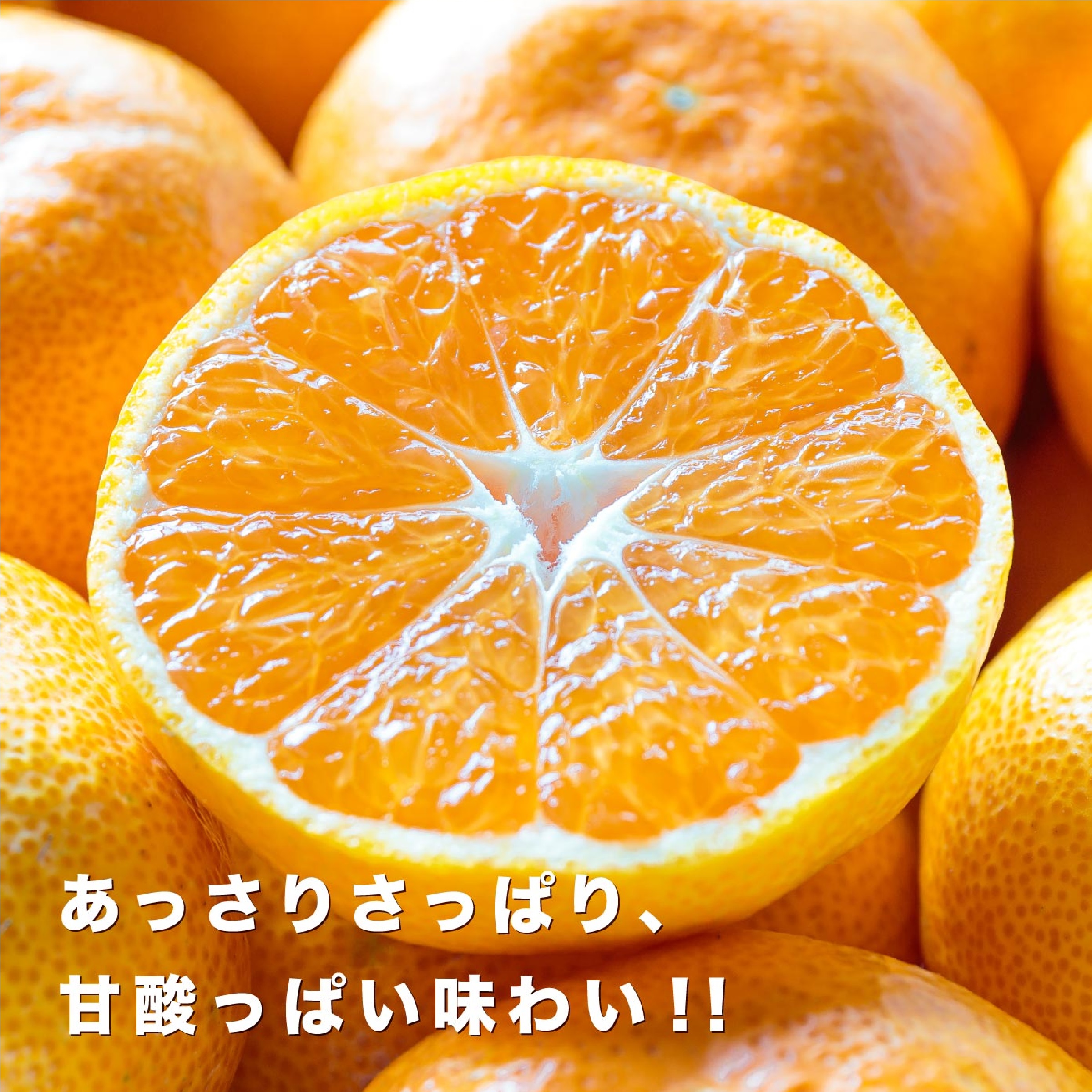 愛媛西宇和産 ファミリー用 極早生みかん 5kg ※10月以降発送
