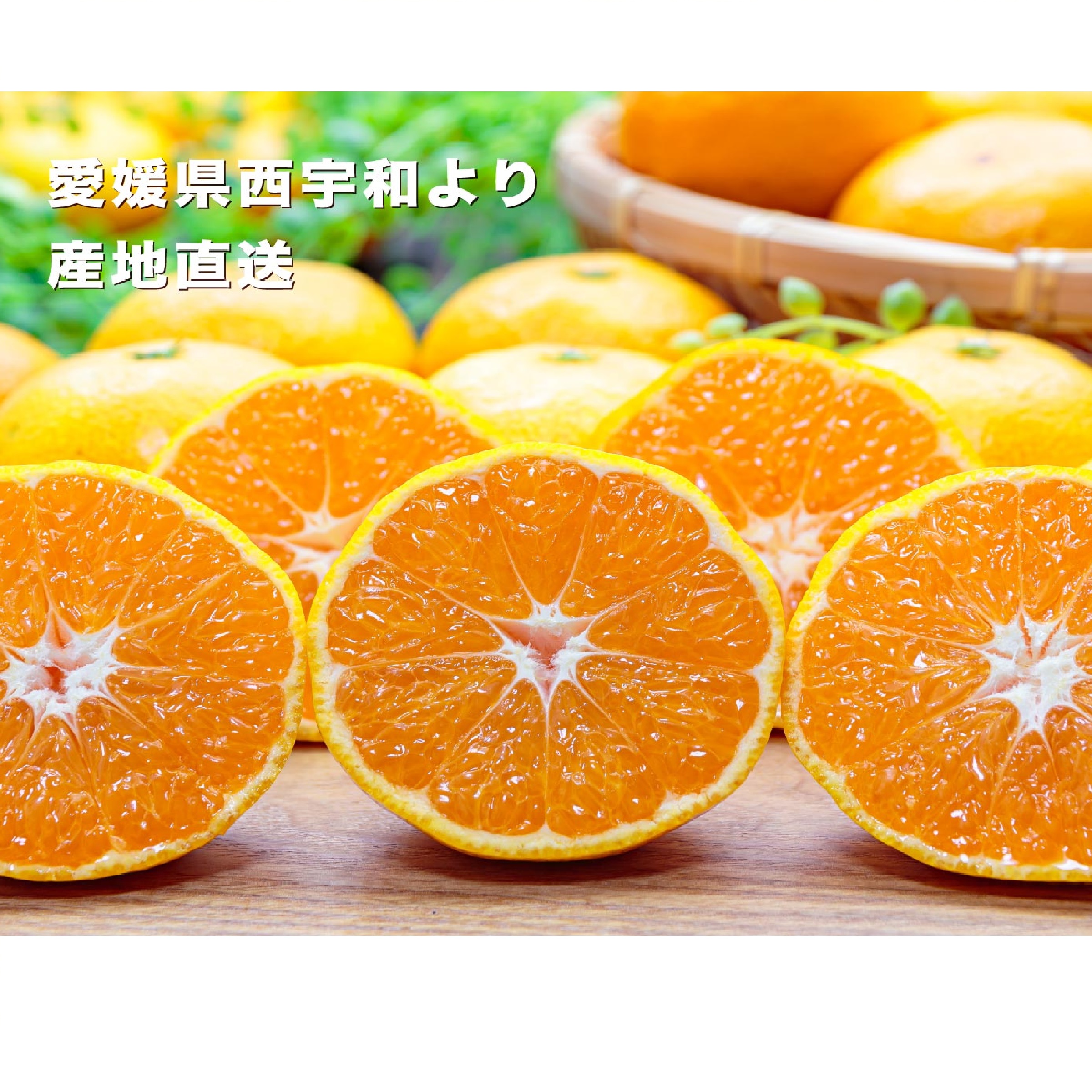愛媛西宇和産 ファミリー用 極早生みかん 5kg ※10月以降発送