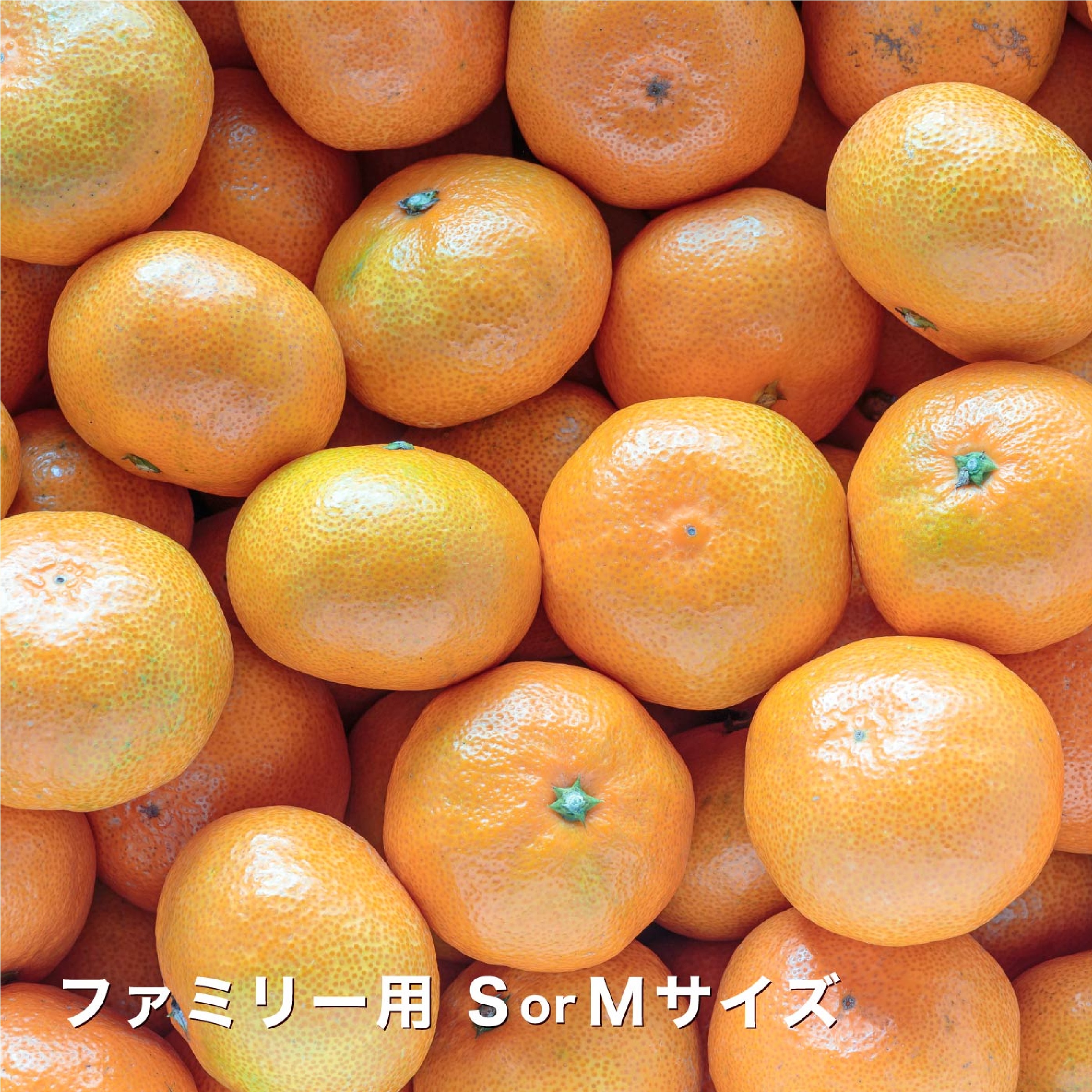 愛媛西宇和産 ファミリー用 極早生みかん 5kg ※10月以降発送