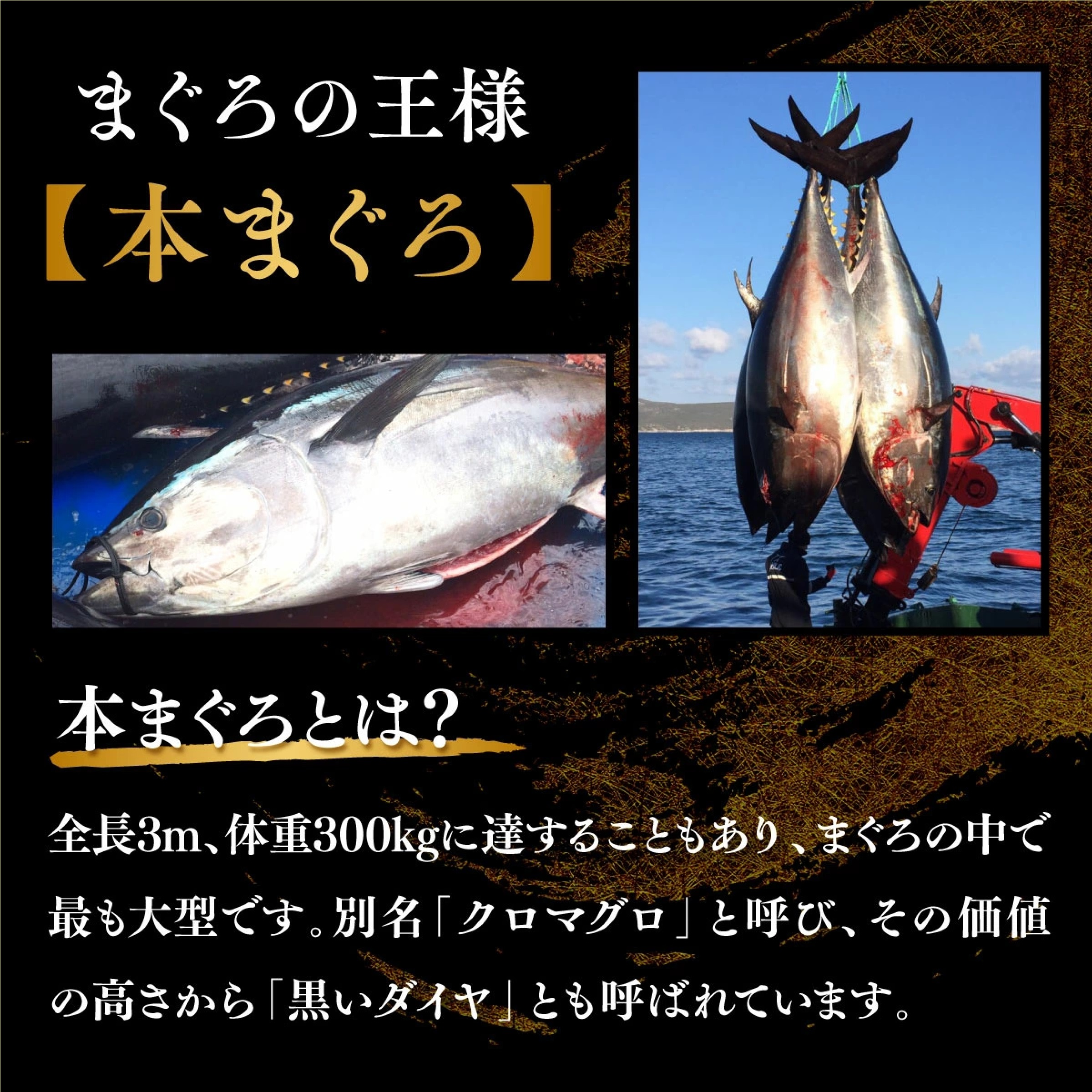 本鮪切り落とし（冷凍・訳あり）1ｋg