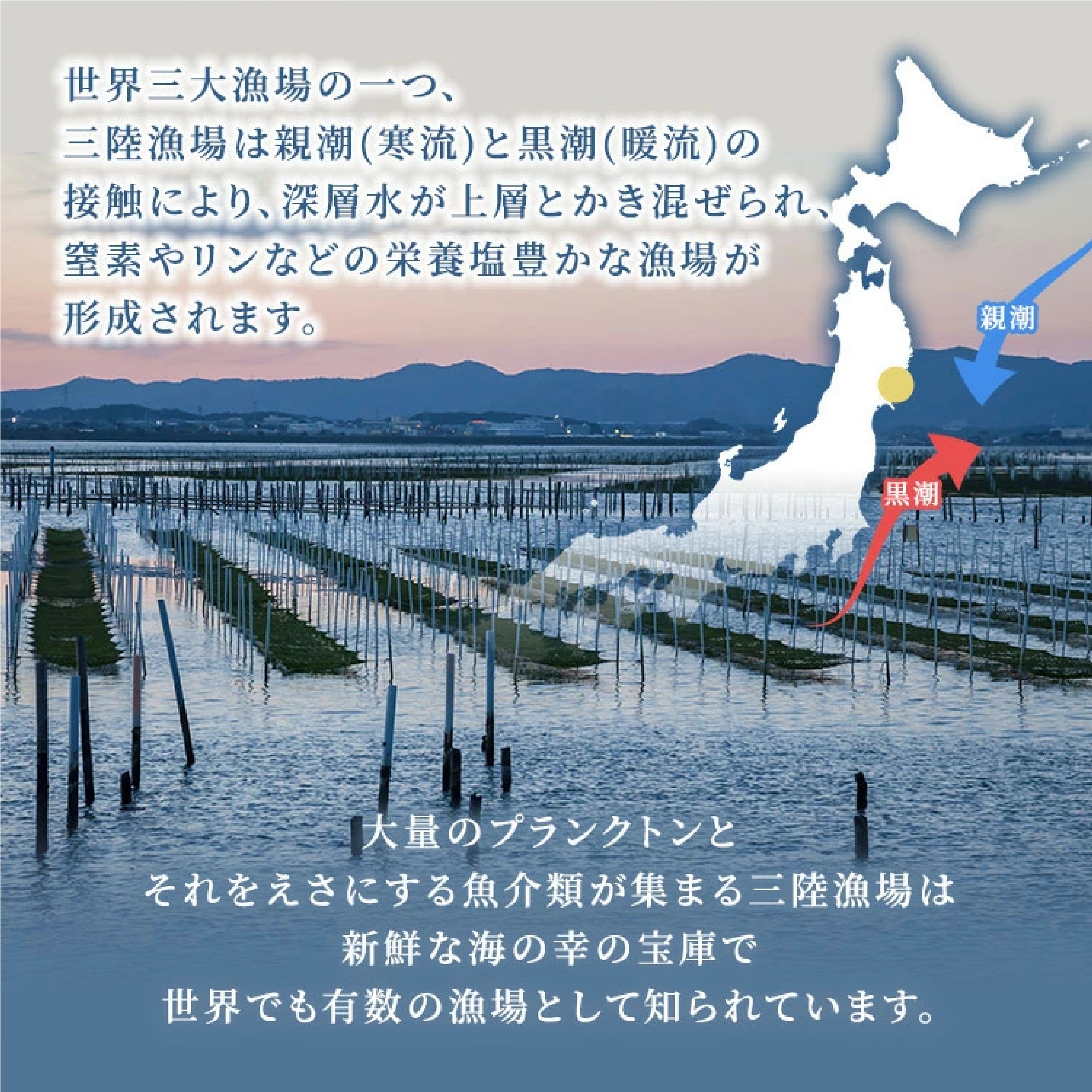 宮城県産 板のり 10枚 3袋 セット