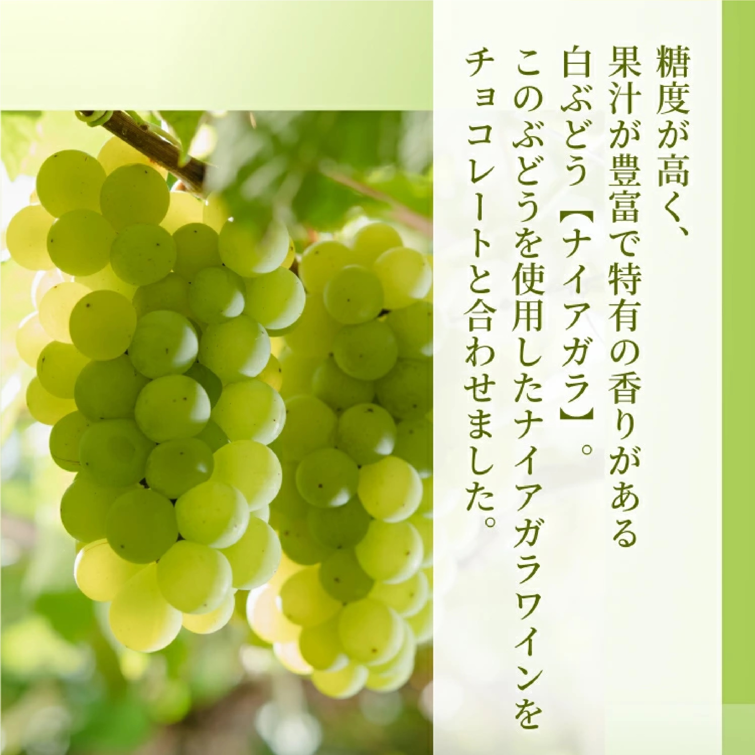 LeTAO レアチョコレート ナイアガラ　3箱セット