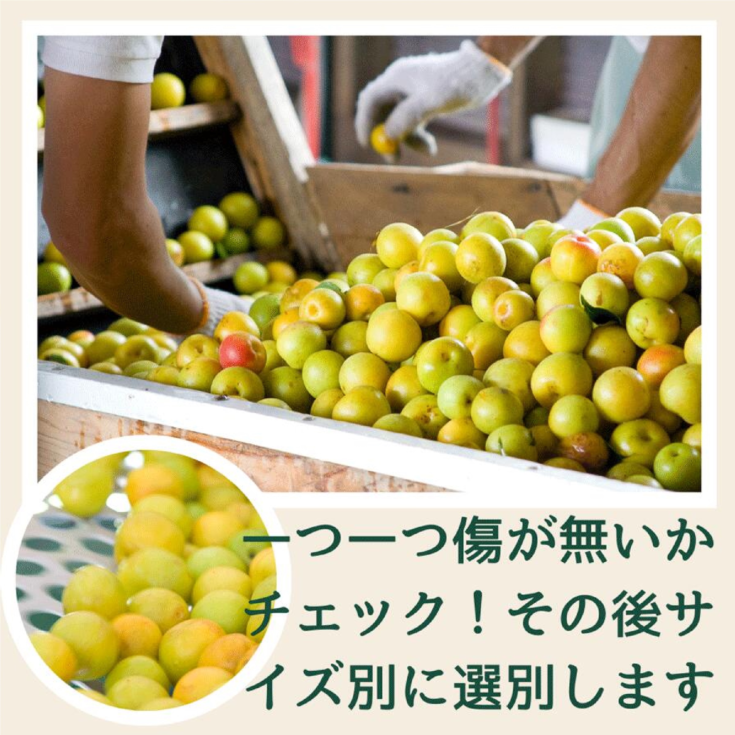 宝梅 紀のなごみ塩分10％ 12粒 