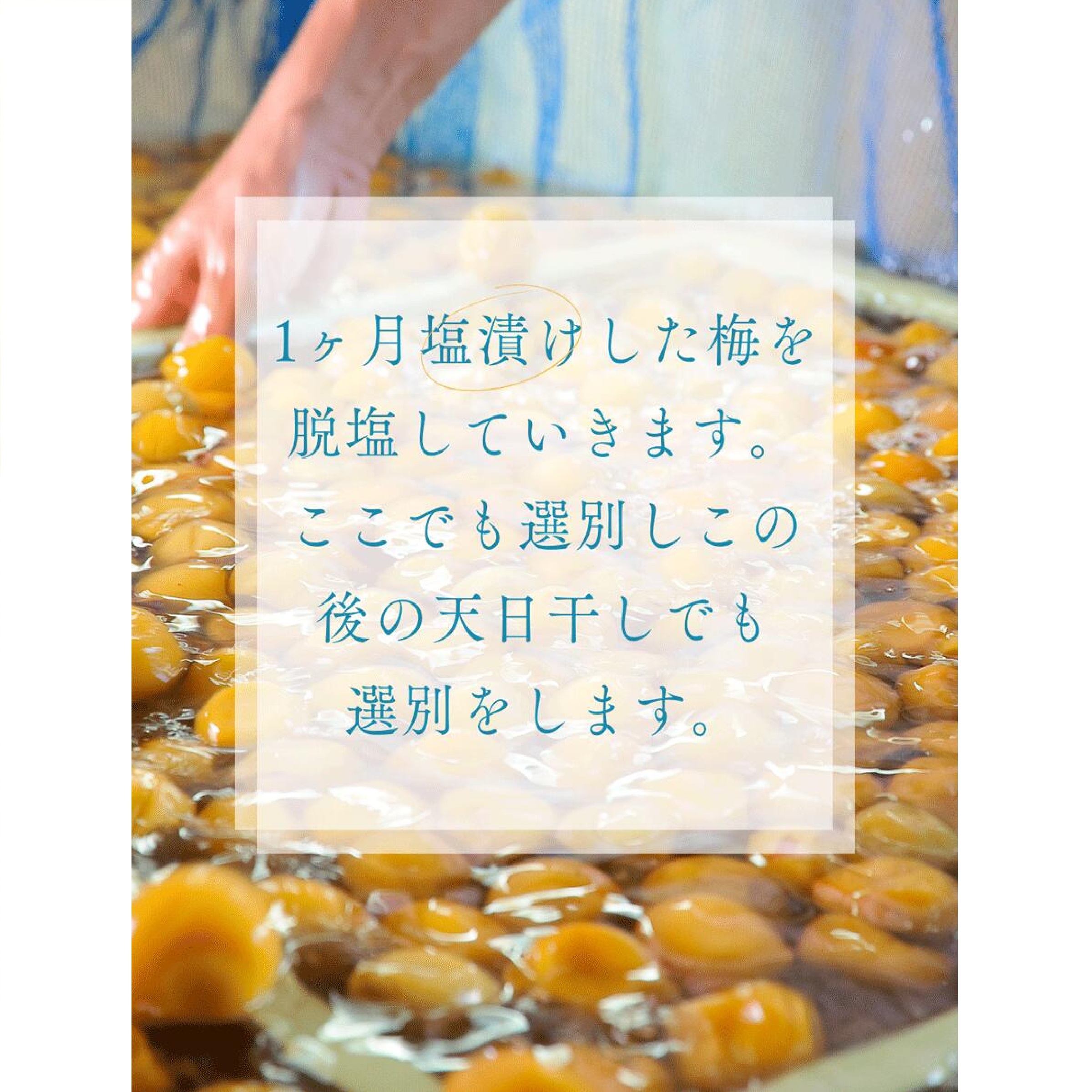 宝梅 紀のなごみ塩分10％ 12粒 
