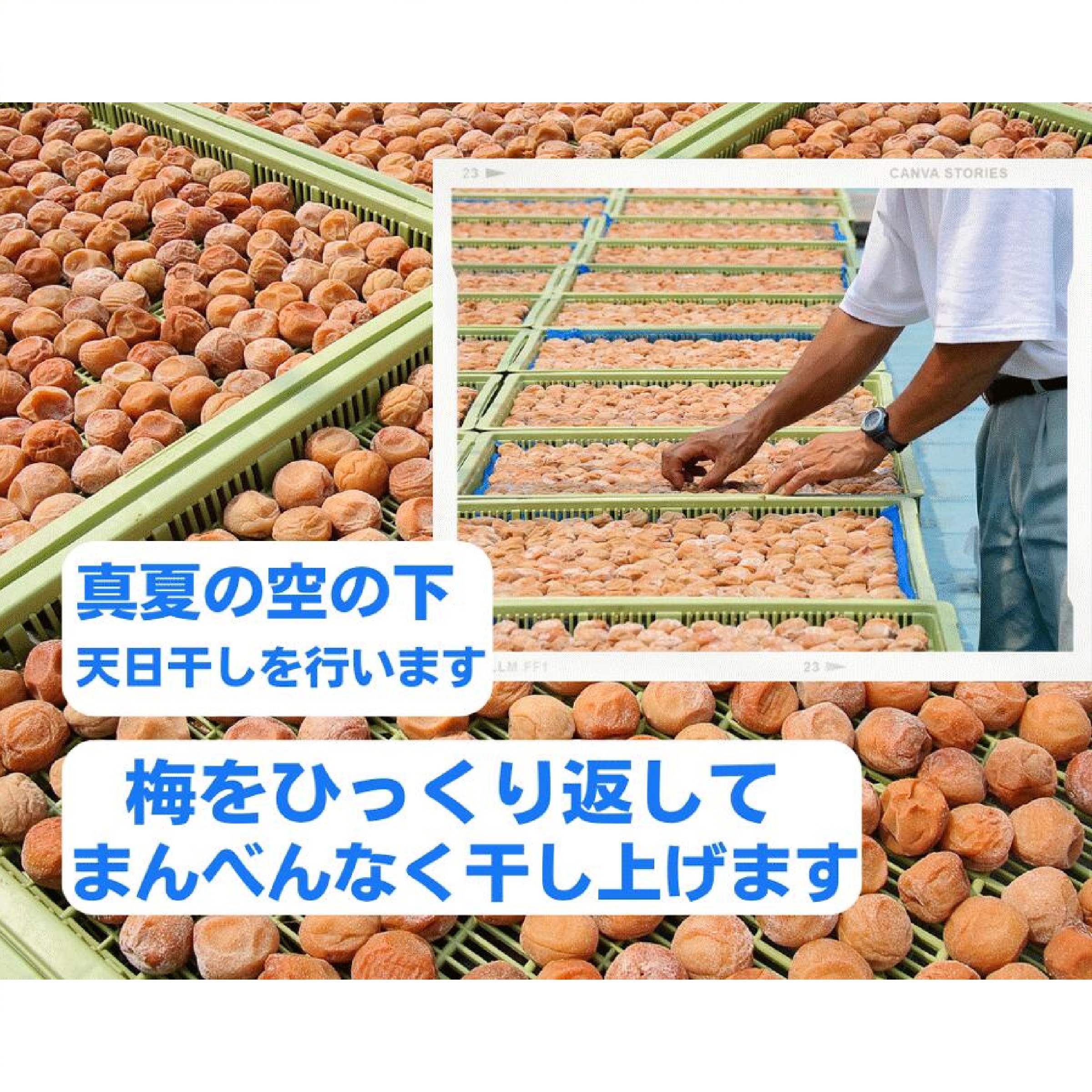 宝梅 紀のなごみ塩分10％ 12粒 