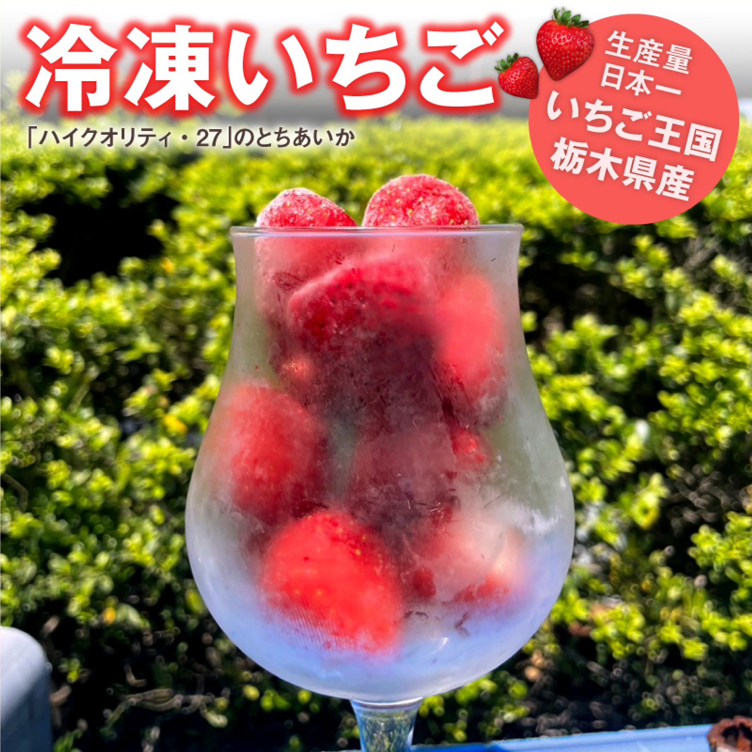 栃木県産 冷凍いちご 1kg  (とちあいか)