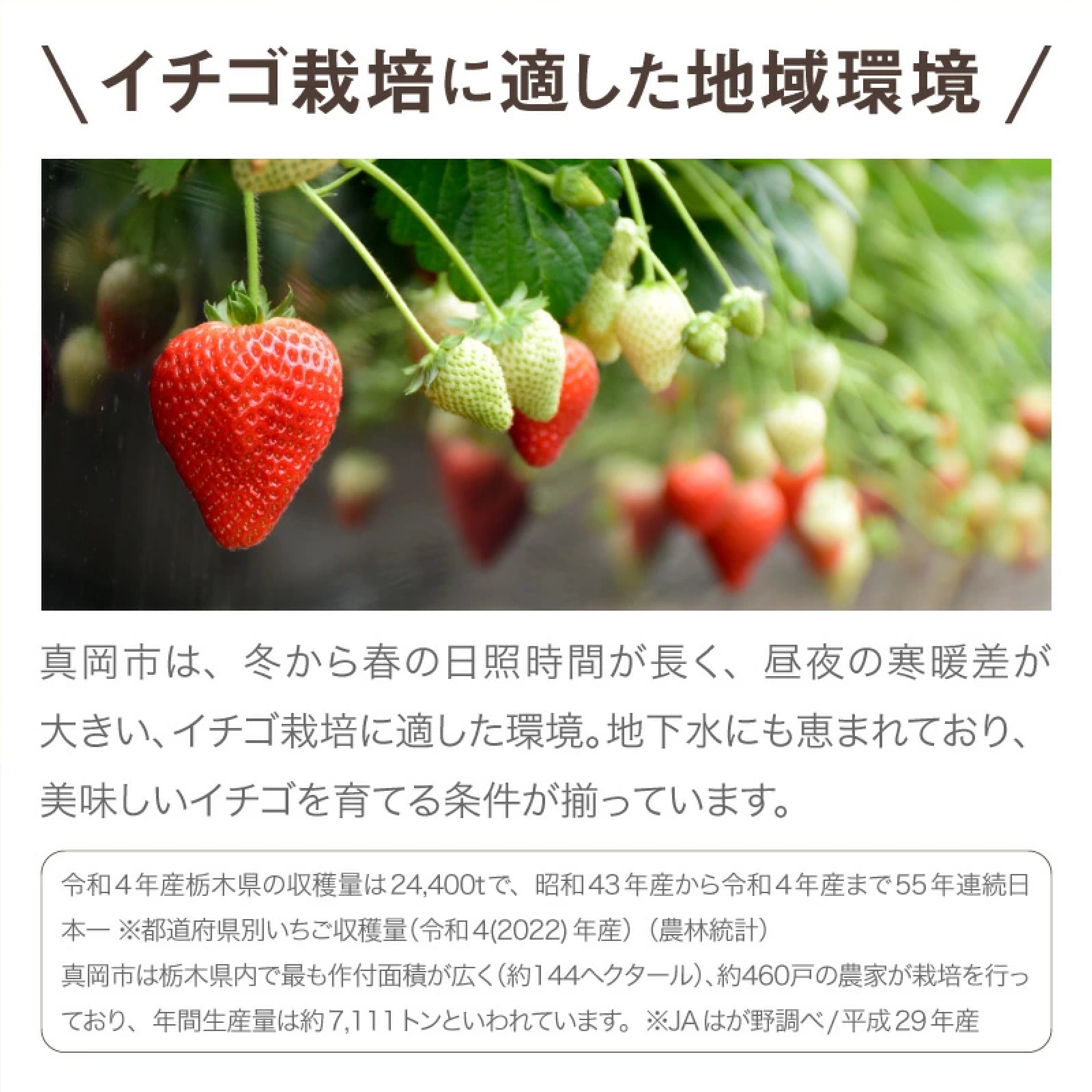 栃木県産 冷凍いちご 1kg  (とちあいか)