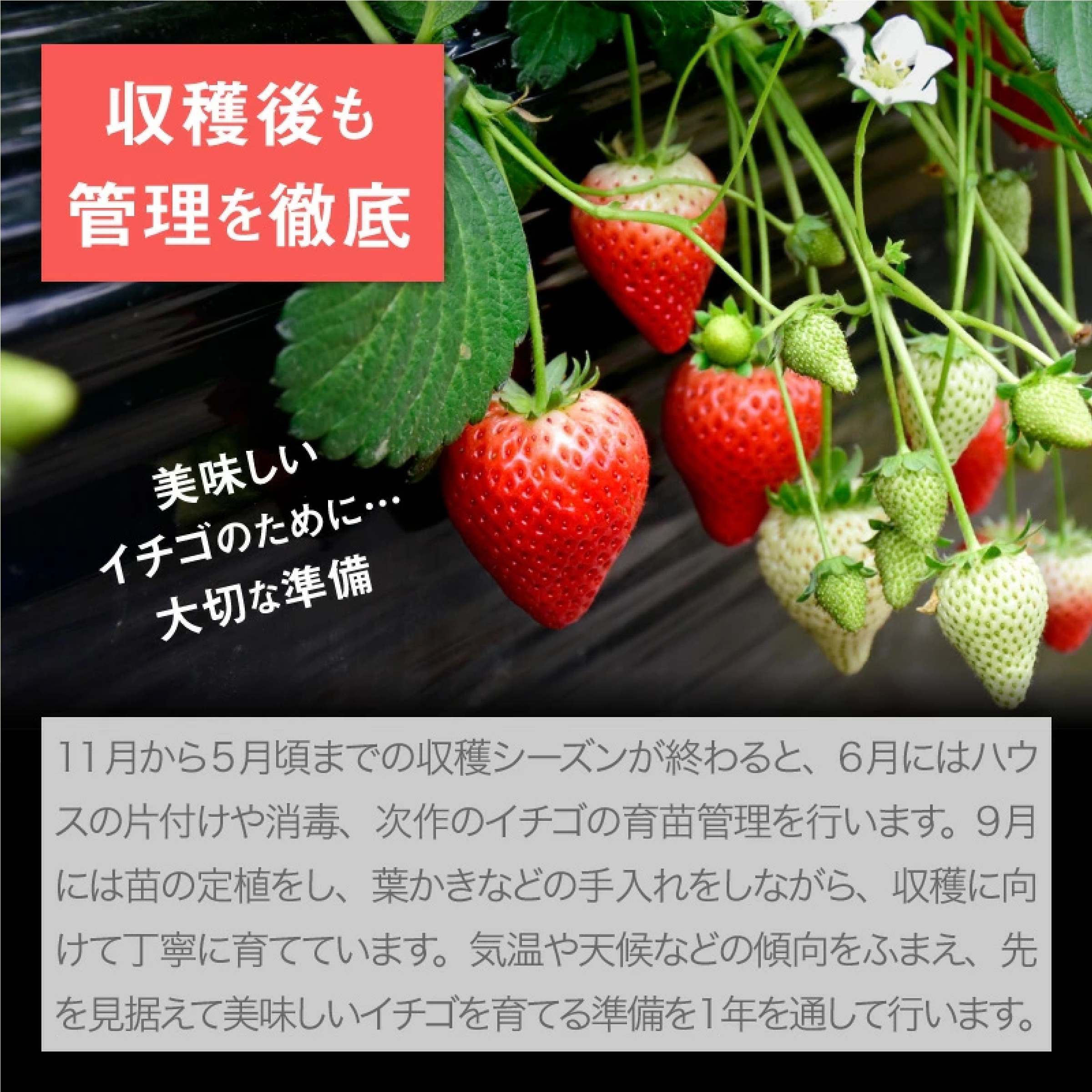 栃木県産 冷凍いちご 1kg  (とちあいか)