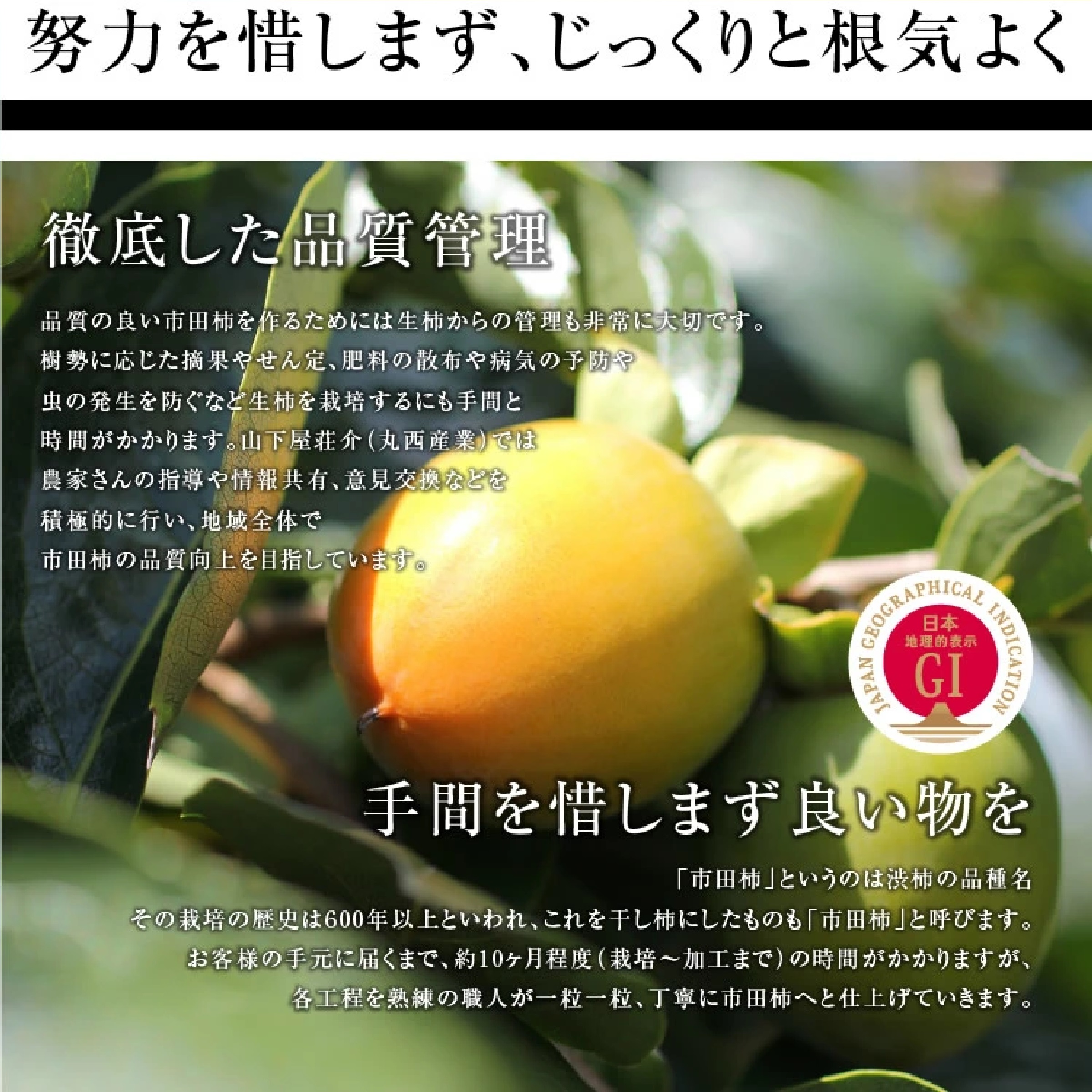 長野県産 市田柿 干し柿 500g
