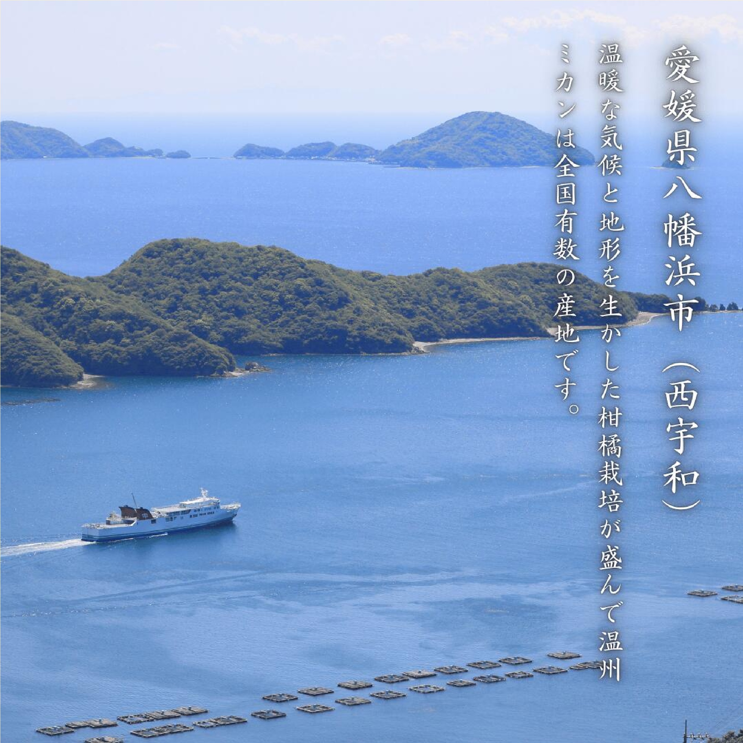 愛媛西宇和産 せとか 3kg　※2月中旬以降発送