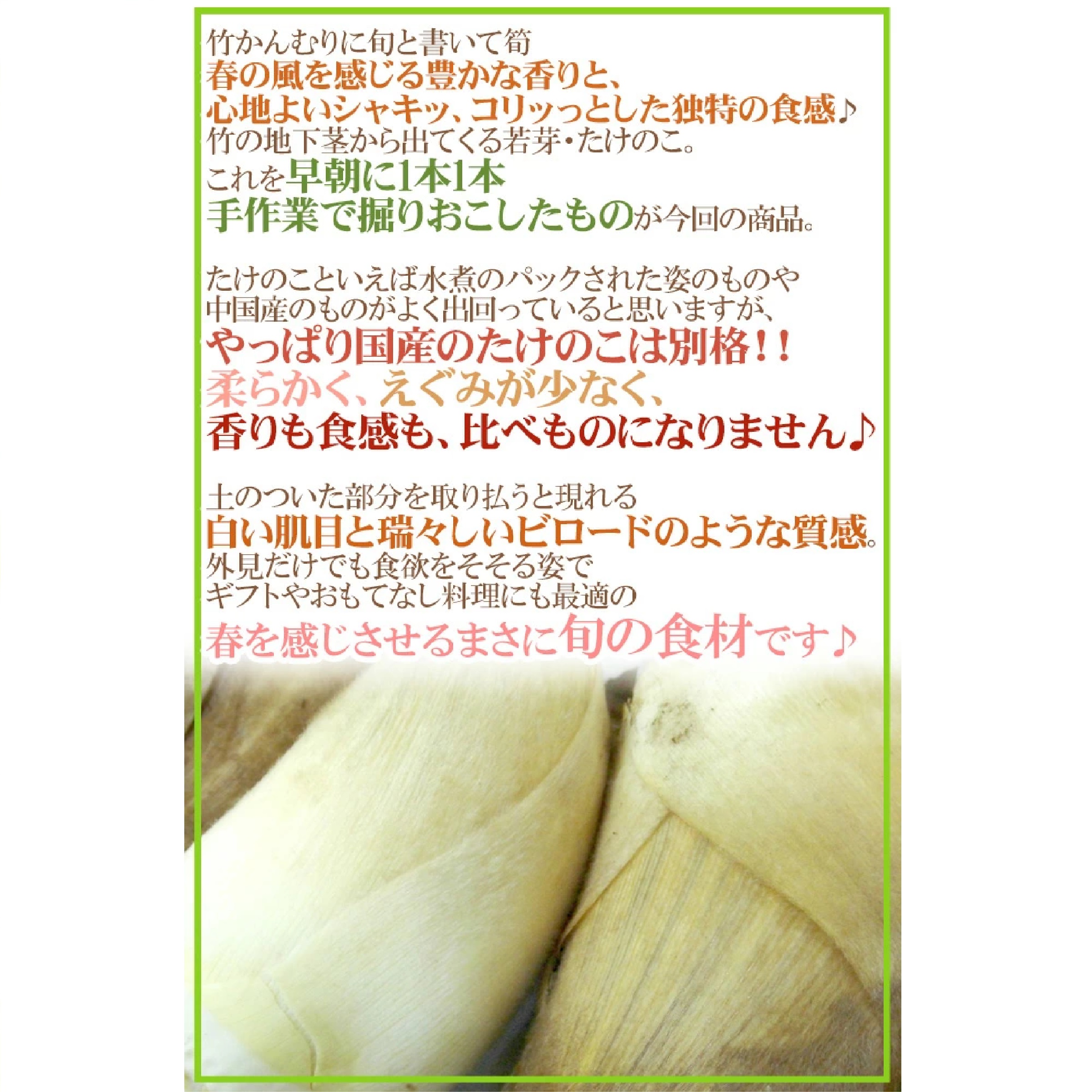 西日本産 新たけのこ 約4kg(訳あり・大きさおまかせ)  