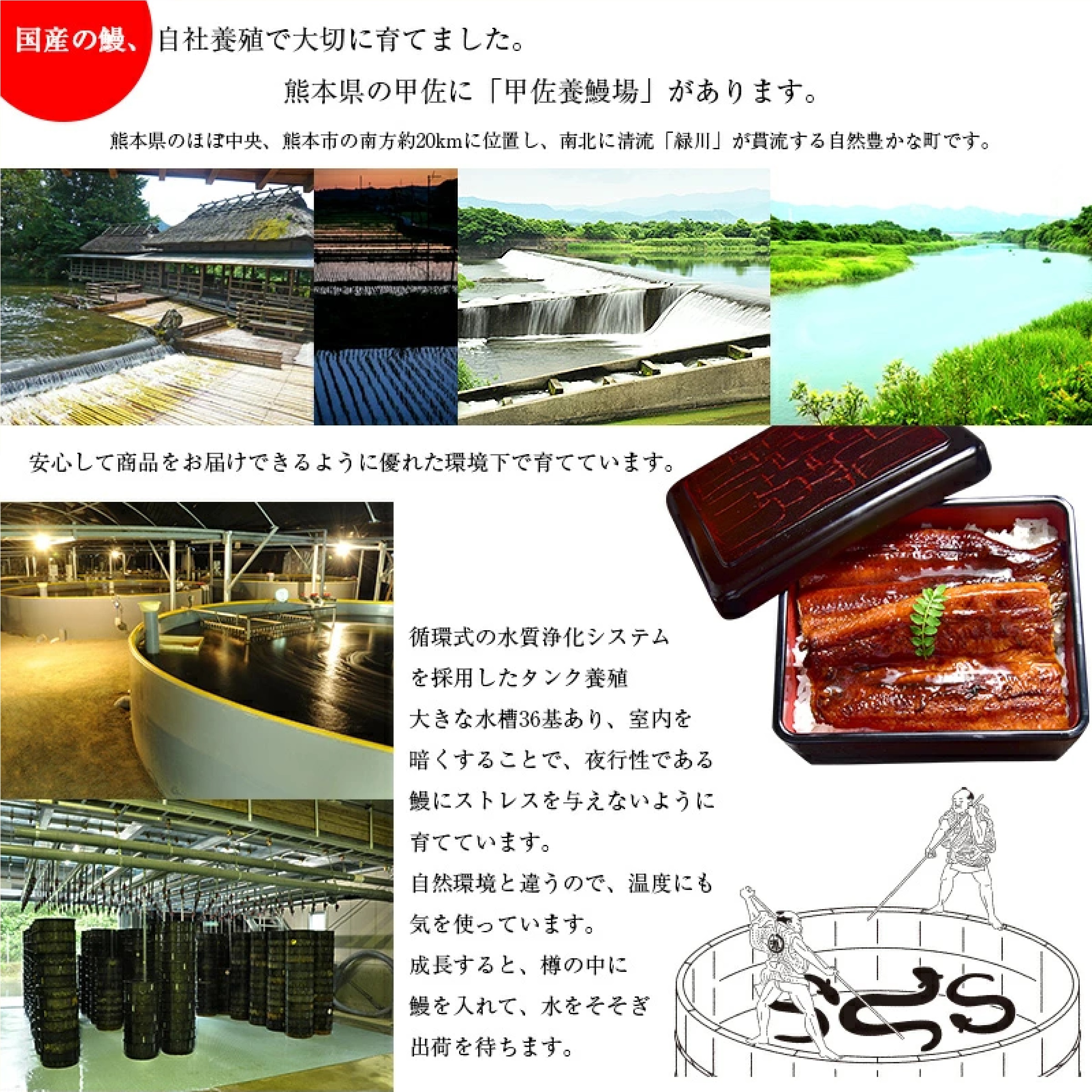 熊本産うなぎの蒲焼き１尾 （約145g前後＆蒲焼のタレ５個付）