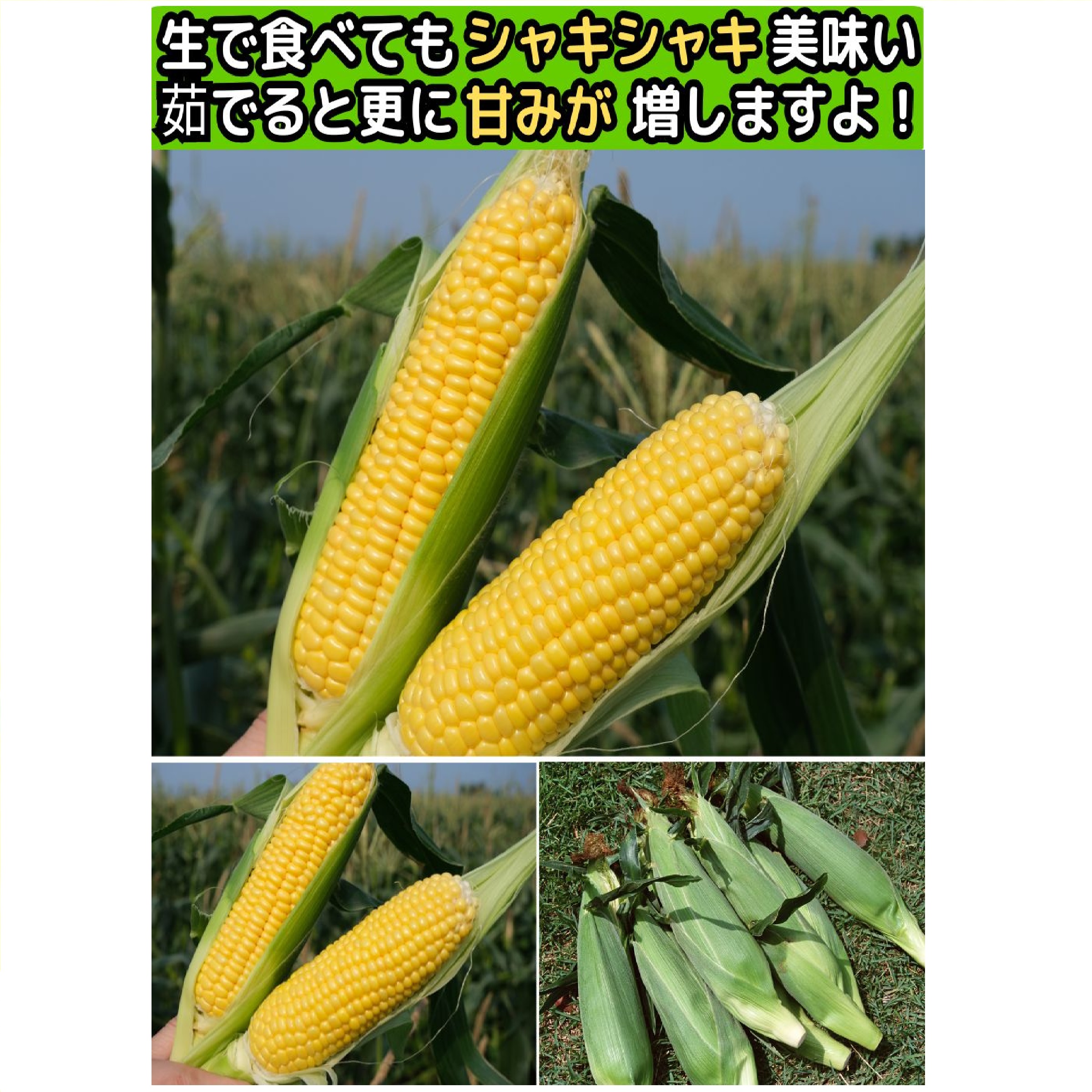 長崎産 松本農園 生トウモロコシ 3L〜L 4-5本