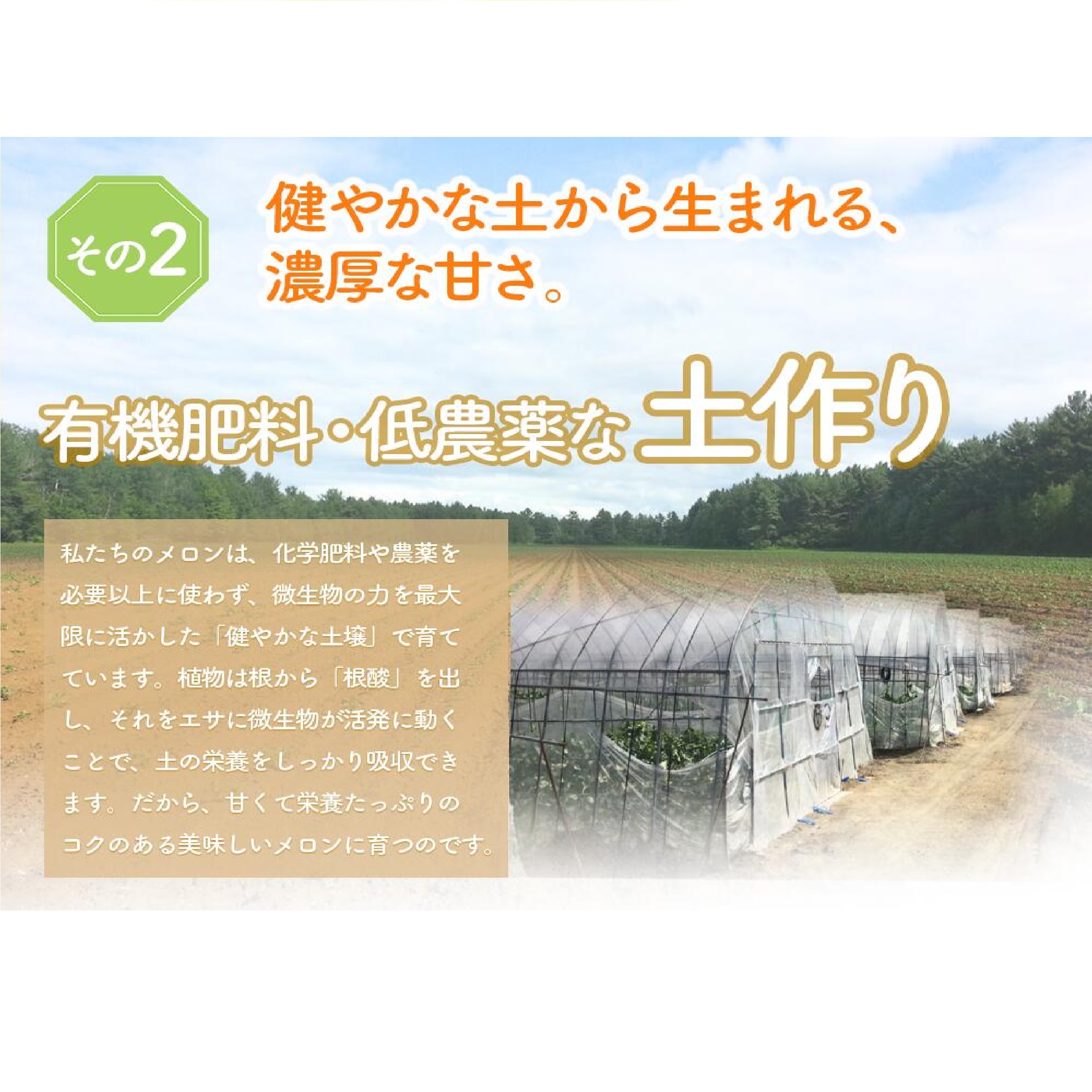 ふらのメロン 秀品2Lサイズ 1玉 ※５月下旬以降発送